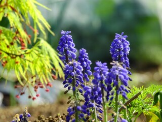 薄紫色で姿がとても可愛らしいムスカリの花