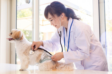 犬に聴診器を当てる獣医さん
