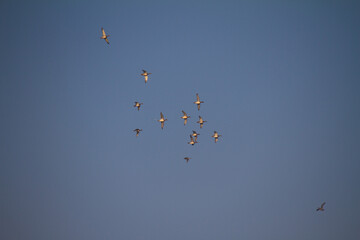 ducks in the sky