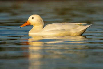 Mallard Anas platyrhynchos Costa Ballena Cadiz