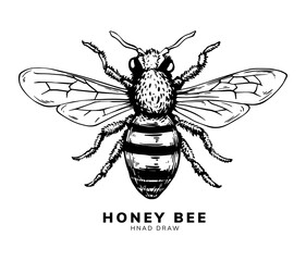 honey bee hand drawing style