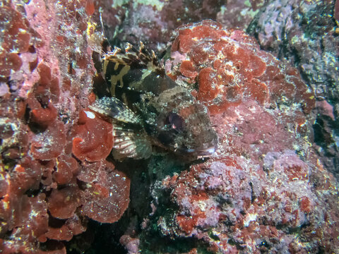 Close up of a Black Scorpionfish (Scorpaena porcus) in the Mediterranean Sea