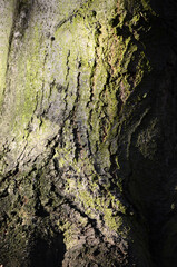 tree bark
