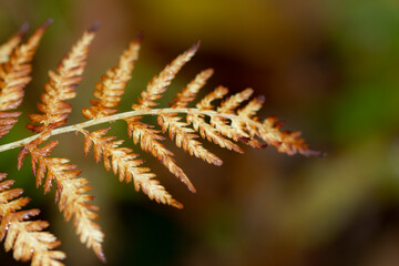 Yellow-brown autumn fern leaves on a dark background close-up