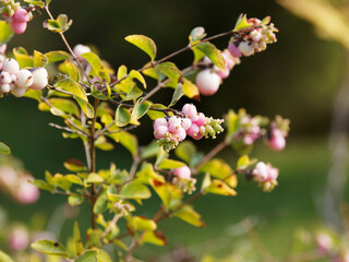 (Symphoricarpos doorenbosii) Arbre à perles roses aux petites baies roses, rondes, blanche poudrées de rose clair de symphorines roses ou d'Arbre à perles roses 