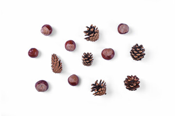 Autumn horse chestnut and pine cones pattern on white background