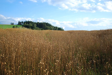 linen field