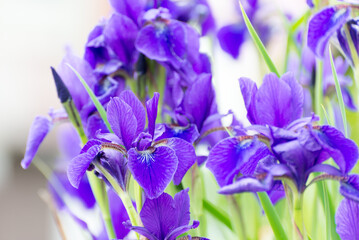 カキツバタ　紫　花