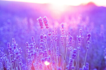 Blooming violet lavender field on sunset sky.