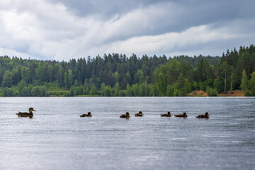 Wild duck with ducklings swim on a forest lake during the rain. Beautiful landscape with birds on the water. Forest in the distance. Overcast weather.