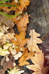 Dry autumn yellow and brown leaves and mushrooms on a blackened tree stump
