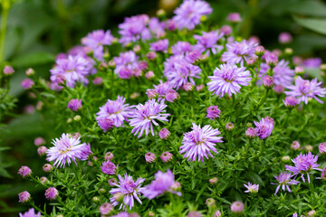 Autumn spray asters of lilac color on a green background