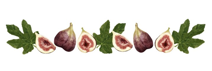 いちじくの水彩風イラスト　ライン