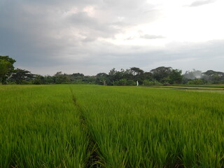 Fototapeta premium rice field