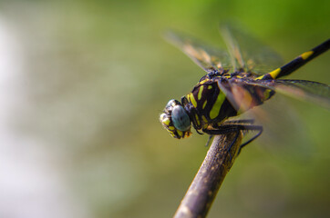 A dragonfly.