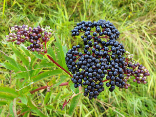 Elderberries or Sambucus berries fresh on the bush close-up.