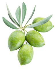 Green natural olives with leaves isolated on a white background.