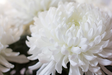 chrysanthemum white flower close up