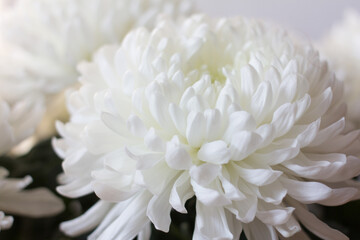 Fototapeta na wymiar chrysanthemum white flower close up