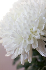 chrysanthemum white flower close up