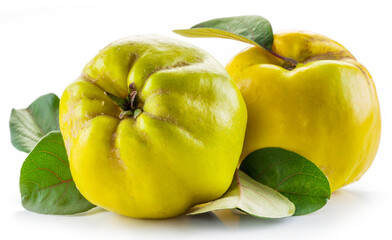 Ripe golden yellow quince fruits isolated on white background.