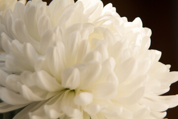 Fototapeta na wymiar chrysanthemum white flower close up
