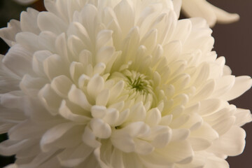 chrysanthemum white flower close up