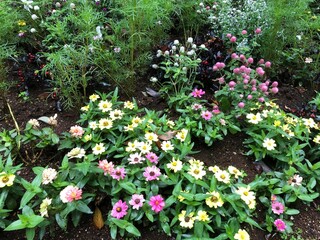 手入れのされた花壇