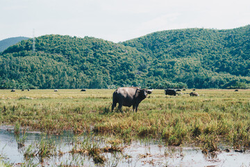 Fototapeta na wymiar Water Buffalo Standing graze rice grass field meadow sun, forested mountains background, clear sky. Landscape scenery, beauty of nature animals concept late summer early autumn day