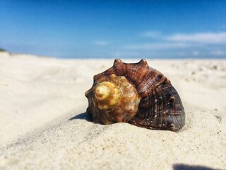seashell on the beach