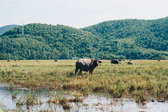 Water Buffalo Standing graze rice grass field meadow sun, forested mountains background, clear sky. Landscape scenery, beauty of nature animals concept late summer early autumn day