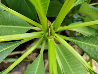 close up of leaves