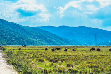 Water Buffalo Standing graze rice grass field meadow sun, forested mountains background, clear sky. Landscape scenery, beauty of nature animals concept late summer early autumn day