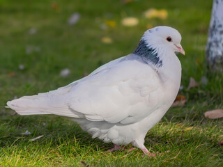 white dove on green grass