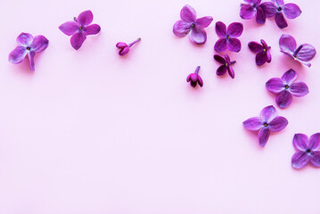 Fototapeta na wymiar Lilac in flat style on pink background. Beautiful spring. Overhead view. Flat lay, top. Summer season. Natural spring style.