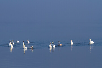 Swans