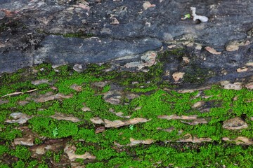 moss on the stone