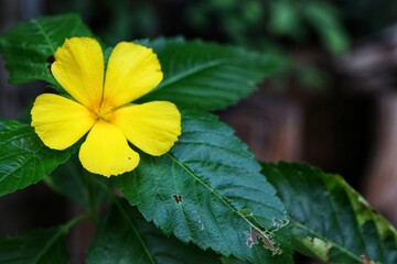 yellow flower in the garden