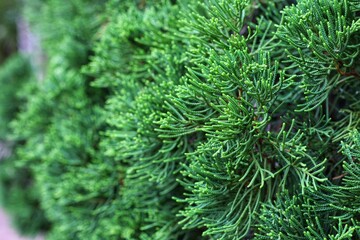 Fototapeta na wymiar close up of green moss