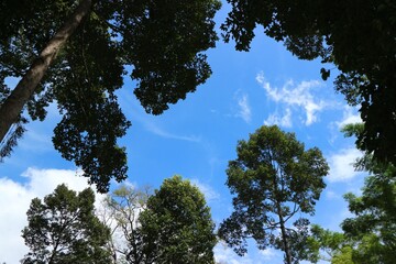 Fototapeta premium trees in the sky