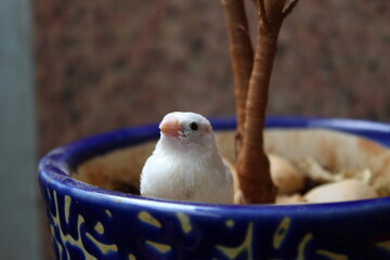 finch bird seating 
