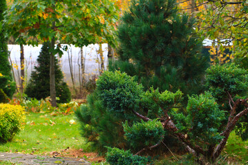 Cossack juniper ( lat. Juniperus sabina). Shearing of the juniper with gardening scissors, Soft focus. Garden art/ design/ landscape. Topiary. Blurred background with juniper.
