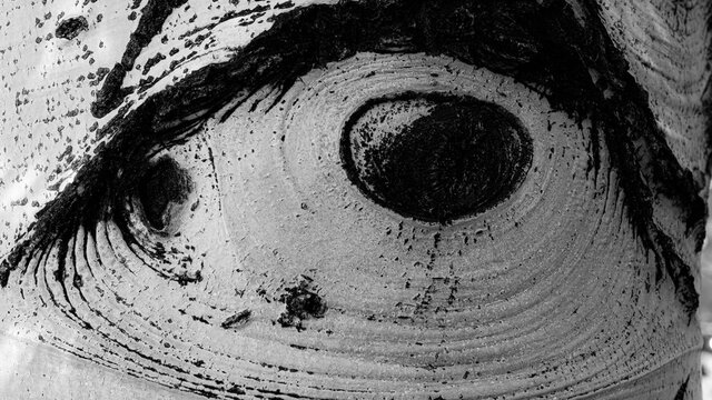 Aspen Tree Eye