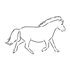 Vector hand drawing pony isolated on white background, pony horse, vector sketch illustration