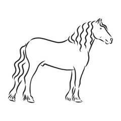 hand-drawn silhouette of a prancing heavy - harnessed white horse on a white background, heavy horse, vector sketch illustration