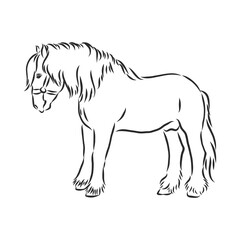 hand-drawn silhouette of a prancing heavy - harnessed white horse on a white background, heavy horse, vector sketch illustration