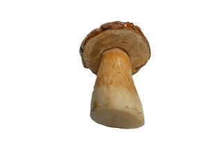 cep, penny bun