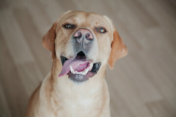 Golden Retriever with Labrador sitting on the floor at home. Pets concept.