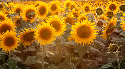 Sunflower field and sunflowers at sunset