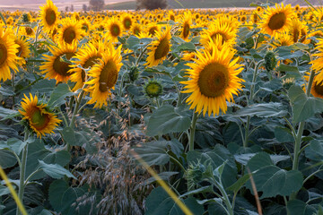 Sunflower field and sunflowers at sunset
